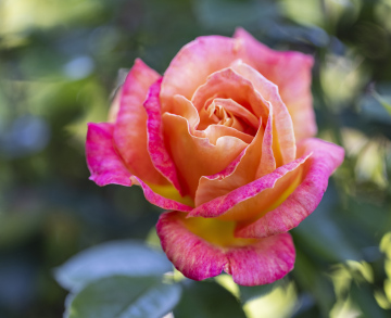 Róża łososiowo-pomarańczowa, kwiat, darmowe zdjęcie