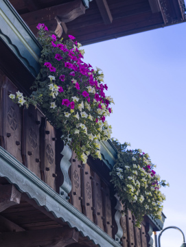 Zwisające Kwiaty balkonowe