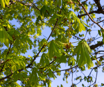Liście Kasztanowca na gałęziach ; zdjęcie stockowe