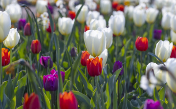 Kwitnące Tulipany na kwietnej rabacie