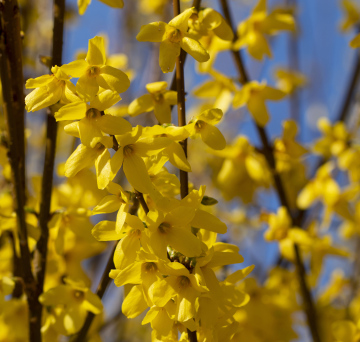Żółte Kwiaty Forsycji