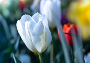 Biały Tulipan - darmowe zdjęcie