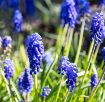 Szafirek Auchera - kwitnienie zdjęcie stockowe