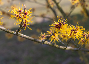 Oczar Pośredni - Hamamelis intermedia, kwitnienie; zdjęcie stockowe