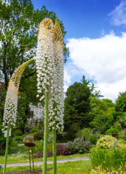 Kwitnący Pustynnik - zdjęcie stockowe
