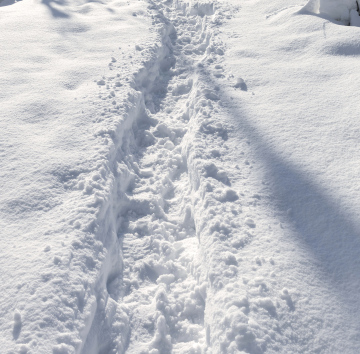 Ścieżka wydeptana w świeżym śniegu i ślady. 