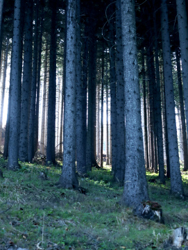 Las Świerkowy