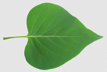 Zielony liść, PNG, transparentne tło, darmowe