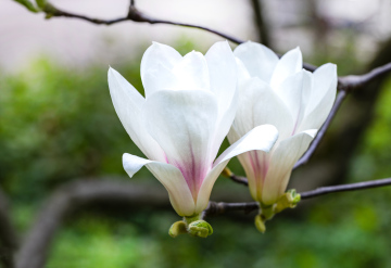 Magnolia Soulange'a Amabilis - kwitnienie