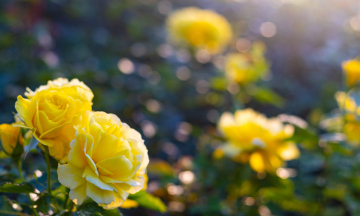 Żółte Róże w Ogrodzie