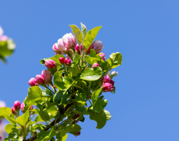Kwiat Jabłoni. Kwitnące drzewo owocowe. Obraz wysokiej rozdzielczości.