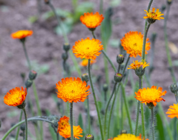 Jastrzębiec pomarańczowy - kwiaty w ogrodzie