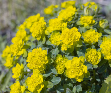 Wilczomlecz kwitnący na żołto 