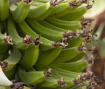 Zielone Banany na Plantacji