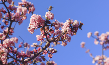 Kalina bodnantska, krzew kwitnący wczesną wiosną