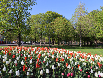 Wiosna w Parku, Kwitnące Tulipany