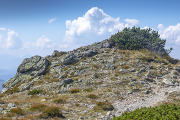 Kosodrzewina na Skałach