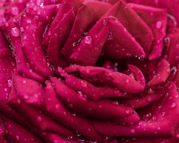 Róża z Kroplami Rosy