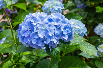 Niebieska Hortensja