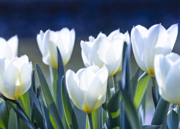 Białe Tulipany w Słońcu