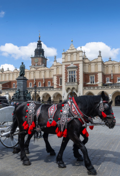 Konie ciągnące dorożkę, Rynek w Krakowie