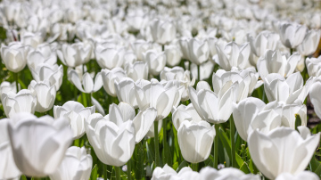 Białe Tulipany zdjęcie stockowe