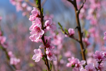 Różowe Kwiaty Brzoskwini
