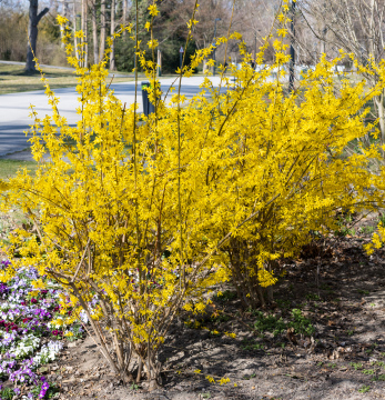 Forsycja - krzewy z żółtymi kwiatami