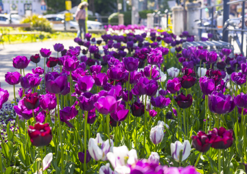 Fioletowe Tulipany w Parku