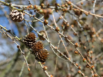 Suche Szyszki na Gałęziach Modrzewia - zdjęcie stockowe