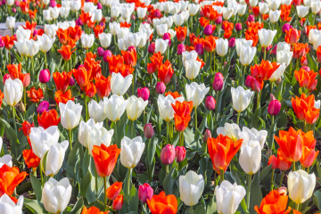 Białe i Czerwone Tulipany w parku