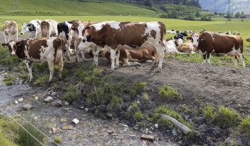 Krowy przy strumieniu