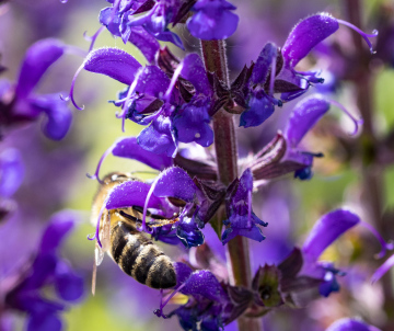 Pszczoła na Fioletowym Kwiatku