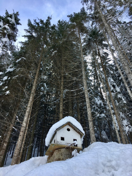 Las Świerkowy w Zimie