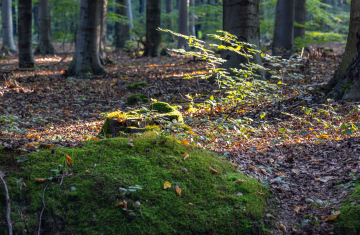 Uschnięte liście i mech w lesie