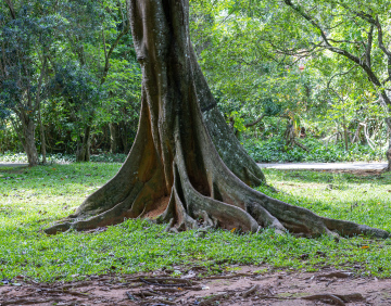 Pterygota alata - pień drzewa tropikalnego
