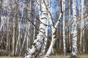 Brzozowe pnie w lesie - zdjęcie stockowe