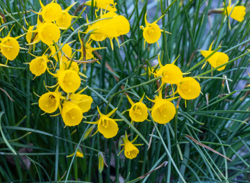 Narcyz Halowy, żółte kwiaty