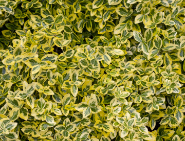 Liście Trzmieliny Ogrodowej