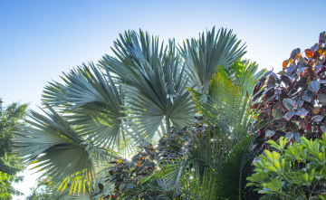Tropikalne drzewa i krzewy, liście palmy