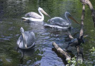Pelikany na Wodzie