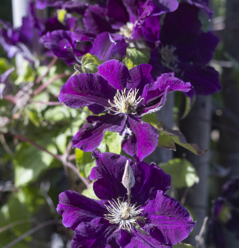 Fioletowy Powojnik, Clematis