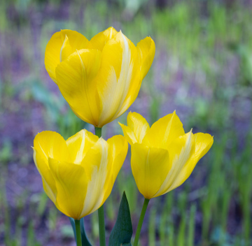 Żółte Tulipany - zdjęcie stockowe