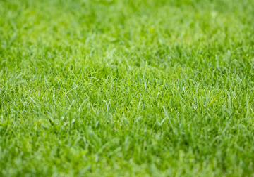 Zielony Trawnik 