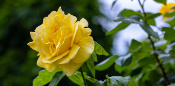 Żółta Róża, darmowe zdjęcie do pobrania