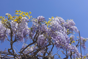 Kwitnąca Wisteria