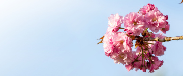 Wiśnia Japońska, różowy kwiat, miejsce na tekst