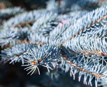 Świerk o srebrnych igłach - zdjęcie stockowe