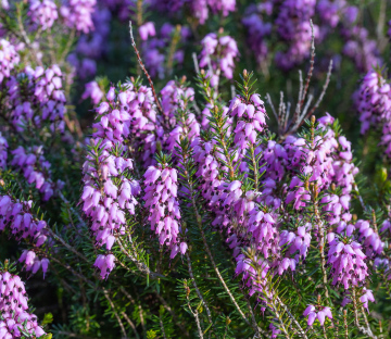 Erica carnea - kwitnienie - zdjęcie stockowe