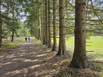 Spacer ścieżką obok drzew świerkowych